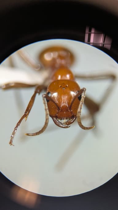 Polyergus lucidus photo 84