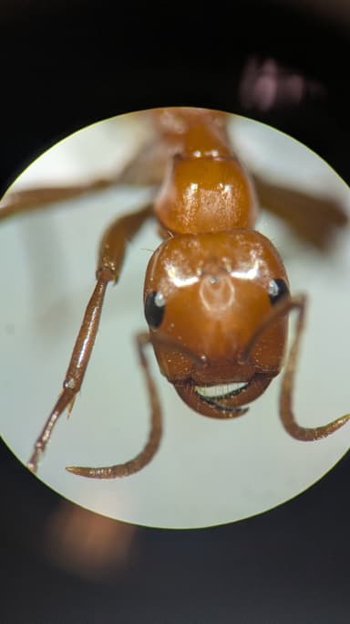 Polyergus lucidus photo 85