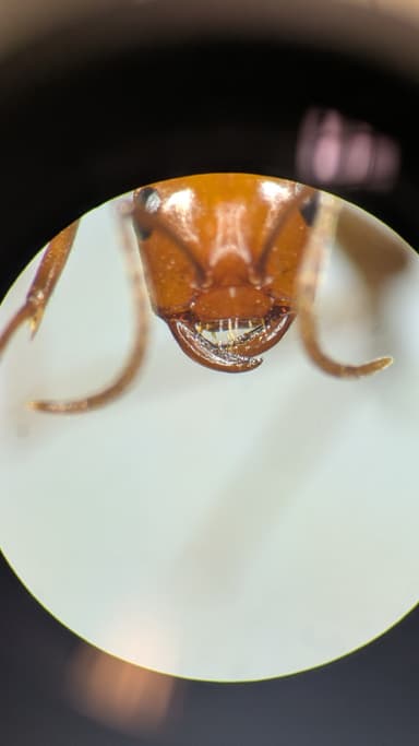 Polyergus lucidus photo 88