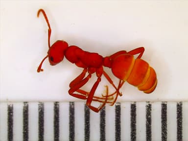 Polyergus lucidus photo 89