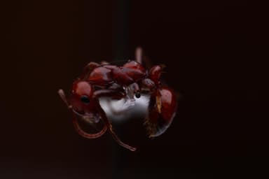 Polyergus lucidus photo 91