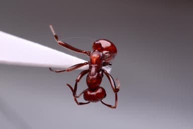 Polyergus lucidus photo 93