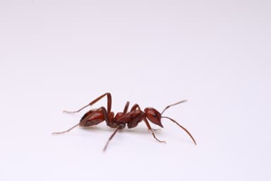 Polyergus lucidus photo 1