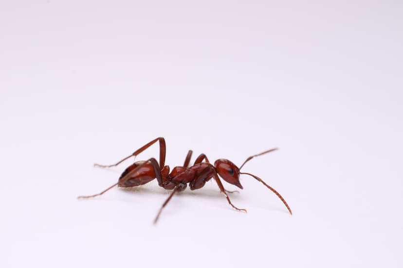 Polyergus lucidus photo 1
