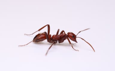 Polyergus lucidus photo 2