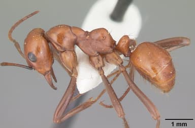 Polyergus lucidus — queen photo 4
