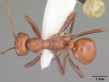 Polyergus lucidus — queen photo 6