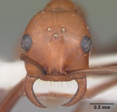 Polyergus lucidus — queen photo 7