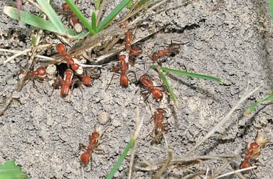 Polyergus lucidus photo 8