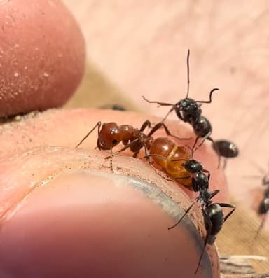 Polyergus mexicanus — queen photo 2