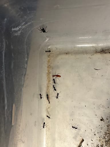 Polyergus mexicanus — queen photo 3