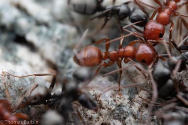 Polyergus mexicanus photo 11