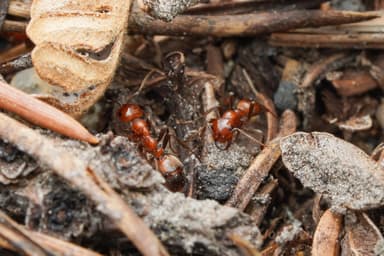 Polyergus mexicanus — colony photo 12