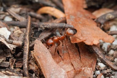 Polyergus mexicanus — colony photo 13