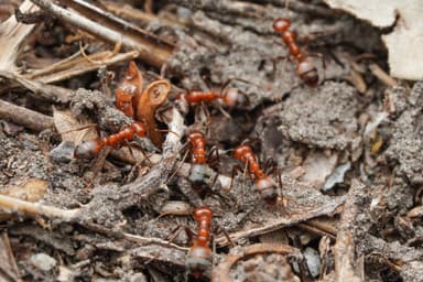 Polyergus mexicanus — colony photo 14