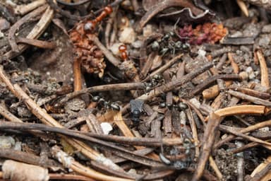 Polyergus mexicanus — colony photo 16