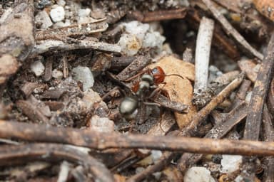 Polyergus mexicanus — colony photo 17
