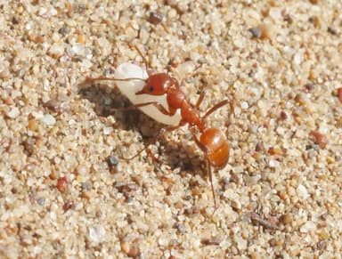 Polyergus mexicanus photo 18