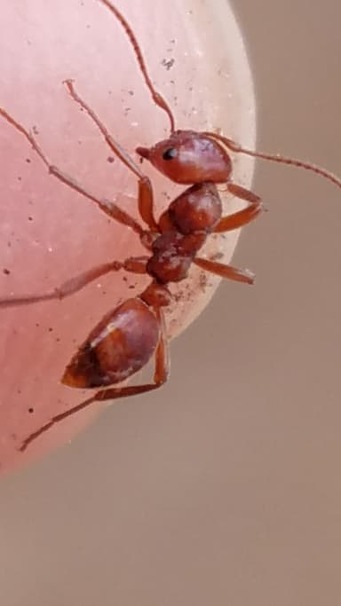 Polyergus mexicanus — worker photo 21