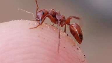 Polyergus mexicanus — worker photo 22