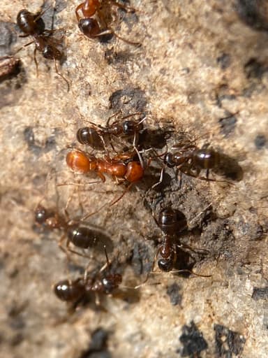 Polyergus mexicanus photo 23