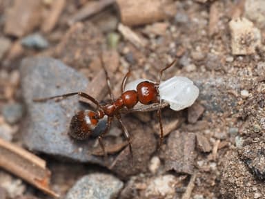 Polyergus mexicanus — colony photo 30