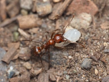 Polyergus mexicanus — colony photo 31