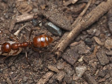 Polyergus mexicanus — colony photo 33