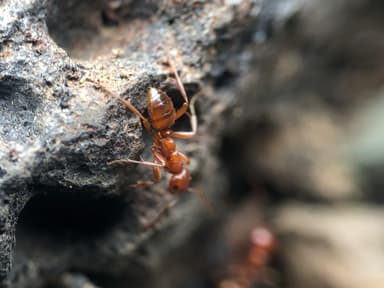 Polyergus mexicanus photo 34