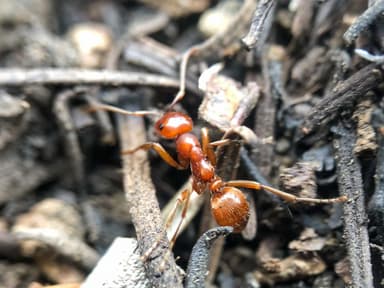 Polyergus mexicanus photo 35