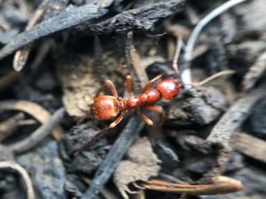Polyergus mexicanus photo 36
