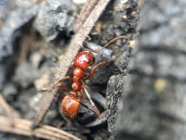 Polyergus mexicanus photo 37