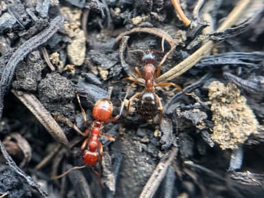 Polyergus mexicanus photo 38