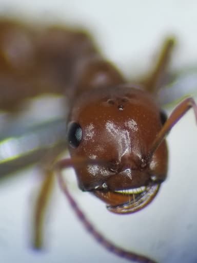 Polyergus mexicanus photo 39