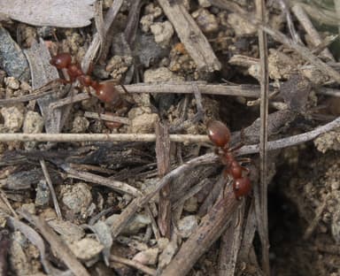 Polyergus mexicanus photo 42