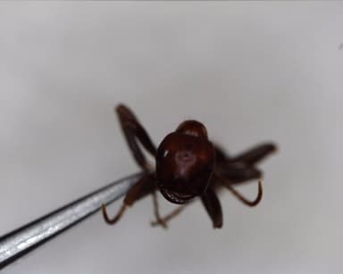 Polyergus mexicanus photo 52