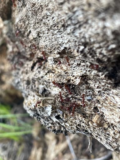 Polyergus mexicanus photo 54