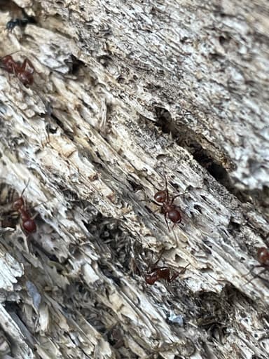 Polyergus mexicanus photo 55