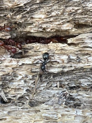 Polyergus mexicanus photo 58