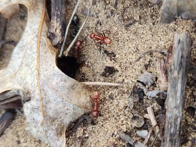 Polyergus mexicanus — colony photo 61
