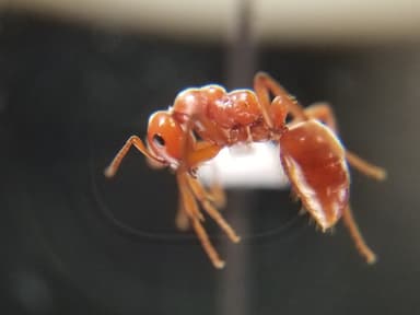 Polyergus mexicanus — worker photo 63