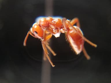 Polyergus mexicanus — worker photo 64