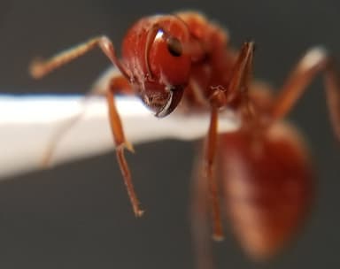 Polyergus mexicanus — worker photo 65