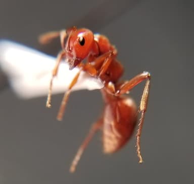 Polyergus mexicanus — worker photo 66
