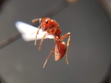 Polyergus mexicanus — worker photo 67