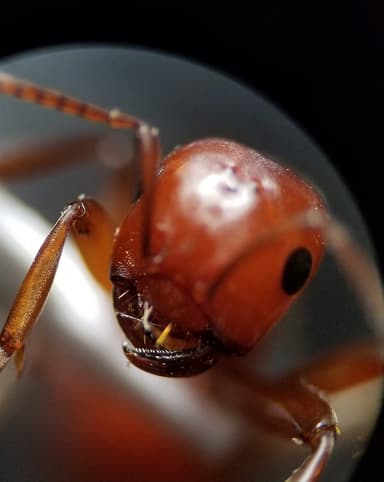 Polyergus mexicanus — worker photo 68