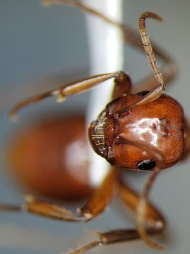 Polyergus mexicanus — worker photo 69
