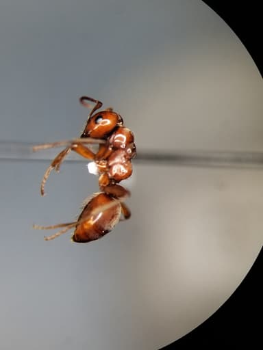 Polyergus mexicanus — worker photo 70