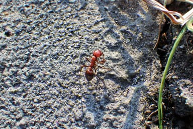 Polyergus mexicanus — colony photo 71