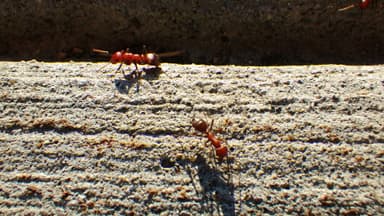 Polyergus mexicanus — colony photo 72